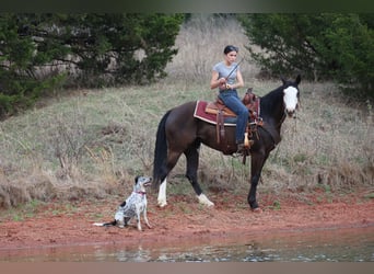 American Quarter Horse, Merrie, 6 Jaar, 152 cm, Zwart