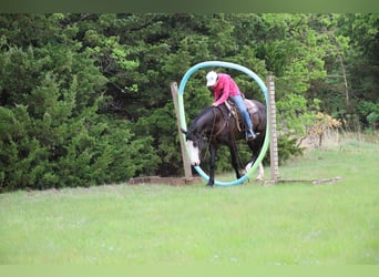 American Quarter Horse, Merrie, 6 Jaar, 152 cm, Zwart