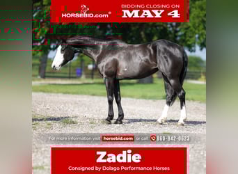 American Quarter Horse, Merrie, 6 Jaar, 152 cm, Zwart