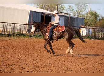 American Quarter Horse, Merrie, 6 Jaar, 152 cm, Zwart