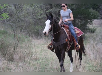 American Quarter Horse, Merrie, 6 Jaar, 152 cm, Zwart