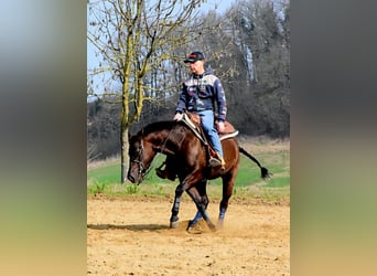 American Quarter Horse, Merrie, 6 Jaar, 153 cm, Donkerbruin