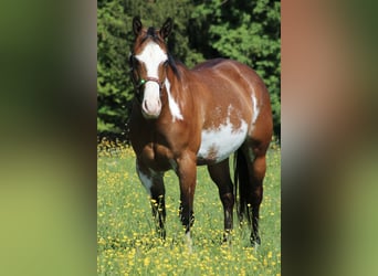 American Quarter Horse, Merrie, 6 Jaar, 153 cm, Overo-alle-kleuren
