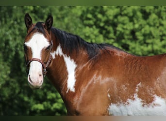 American Quarter Horse, Merrie, 6 Jaar, 153 cm, Overo-alle-kleuren