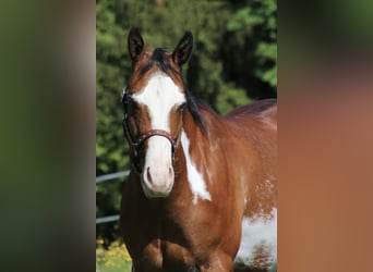 American Quarter Horse, Merrie, 6 Jaar, 153 cm, Overo-alle-kleuren