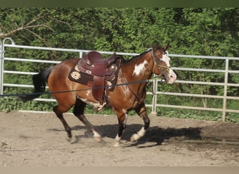 American Quarter Horse, Merrie, 6 Jaar, 153 cm, Overo-alle-kleuren