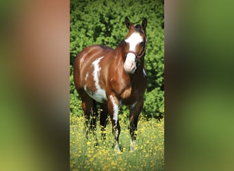 American Quarter Horse, Merrie, 6 Jaar, 153 cm, Overo-alle-kleuren
