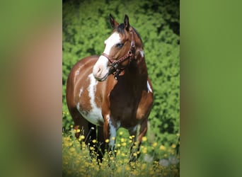 American Quarter Horse, Merrie, 6 Jaar, 153 cm, Overo-alle-kleuren