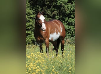 American Quarter Horse, Merrie, 6 Jaar, 153 cm, Overo-alle-kleuren