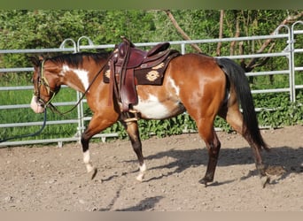 American Quarter Horse, Merrie, 6 Jaar, 153 cm, Overo-alle-kleuren