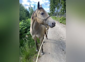 American Quarter Horse, Merrie, 6 Jaar, 154 cm, Champagne