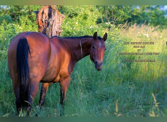 American Quarter Horse, Merrie, 6 Jaar, 155 cm, Brauner