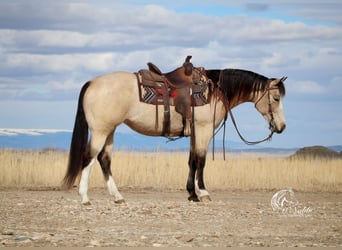 American Quarter Horse, Merrie, 6 Jaar, 155 cm, Buckskin