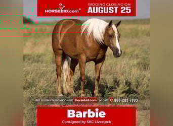 American Quarter Horse, Merrie, 6 Jaar, 155 cm, Palomino