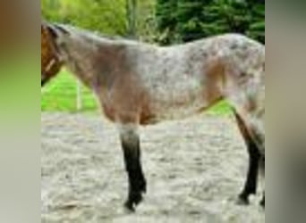 American Quarter Horse, Merrie, 6 Jaar, 155 cm, Roan-Bay