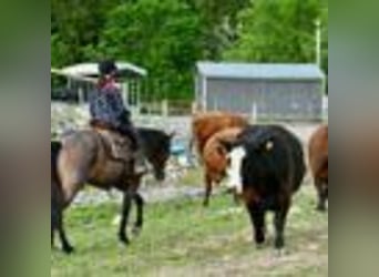 American Quarter Horse, Merrie, 6 Jaar, 155 cm, Roan-Bay