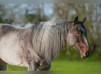 American Quarter Horse, Merrie, 6 Jaar, 155 cm, Roan-Blue
