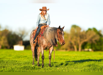 American Quarter Horse, Merrie, 6 Jaar, 155 cm, Roan-Blue