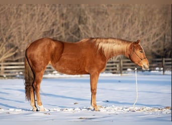 American Quarter Horse, Merrie, 6 Jaar, 155 cm, Roodvos
