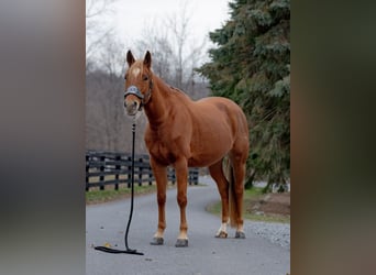 American Quarter Horse, Merrie, 6 Jaar, 155 cm, Roodvos