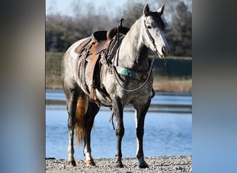 American Quarter Horse, Merrie, 6 Jaar, 155 cm, Schimmel