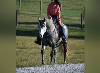 American Quarter Horse, Merrie, 6 Jaar, 155 cm, Schimmel