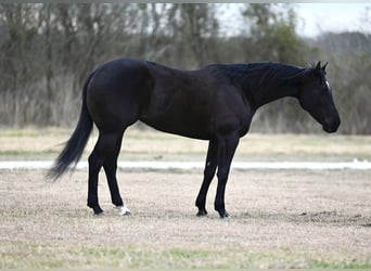 American Quarter Horse, Merrie, 6 Jaar, 155 cm, Zwart