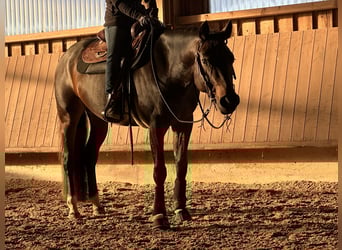 American Quarter Horse, Merrie, 6 Jaar, 156 cm, Bruin