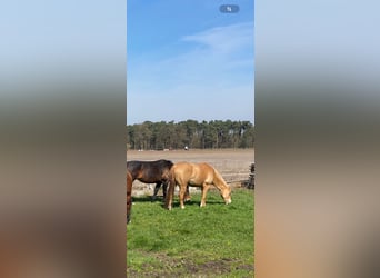 American Quarter Horse, Merrie, 6 Jaar, 156 cm, Champagne