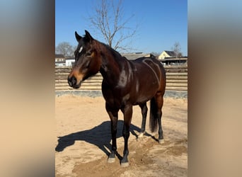 American Quarter Horse, Merrie, 6 Jaar, 156 cm, Donkerbruin