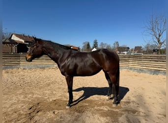 American Quarter Horse, Merrie, 6 Jaar, 156 cm, Donkerbruin
