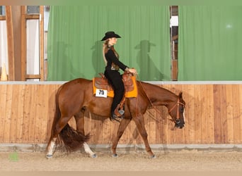 American Quarter Horse, Merrie, 6 Jaar, 156 cm, Vos