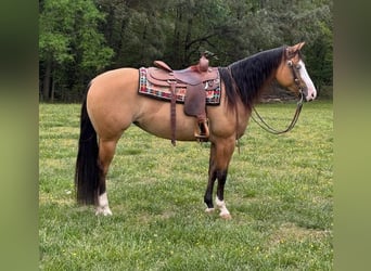 American Quarter Horse, Merrie, 6 Jaar, 157 cm, Buckskin