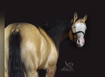 American Quarter Horse, Merrie, 6 Jaar, 157 cm, Buckskin