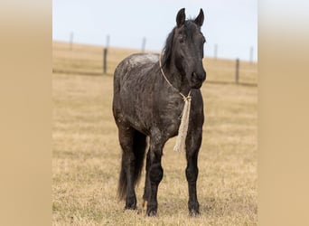 American Quarter Horse, Merrie, 6 Jaar, 157 cm, Roan-Blue