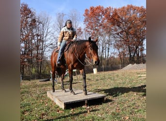 American Quarter Horse, Merrie, 6 Jaar, 157 cm, Roodbruin