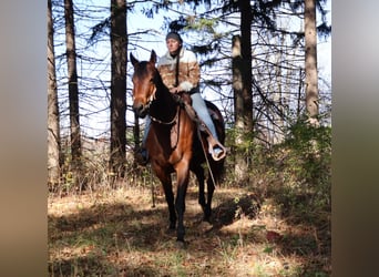 American Quarter Horse, Merrie, 6 Jaar, 157 cm, Roodbruin