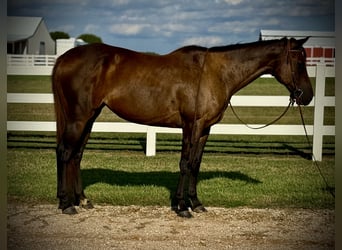 American Quarter Horse, Merrie, 6 Jaar, 160 cm, Roodbruin