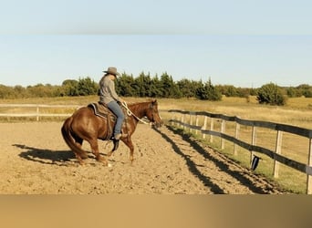 American Quarter Horse, Merrie, 6 Jaar, 163 cm, Donkere-vos
