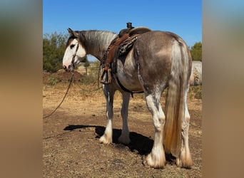 American Quarter Horse, Merrie, 6 Jaar, 163 cm, Roan-Blue
