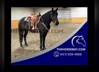American Quarter Horse Mix, Merrie, 6 Jaar, 165 cm, Donkerbruin