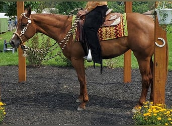 American Quarter Horse, Merrie, 6 Jaar, 168 cm, Donkere-vos