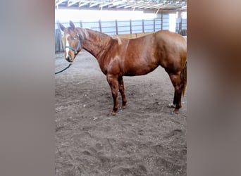 American Quarter Horse, Merrie, 6 Jaar, 168 cm, Donkere-vos
