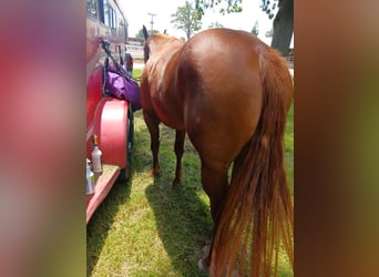 American Quarter Horse, Merrie, 6 Jaar, 168 cm, Donkere-vos