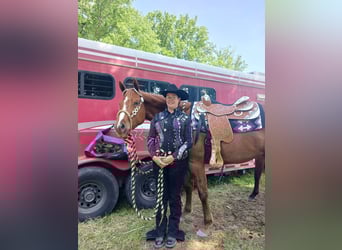 American Quarter Horse, Merrie, 6 Jaar, 168 cm, Donkere-vos