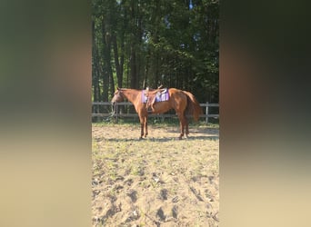 American Quarter Horse, Merrie, 6 Jaar, 168 cm, Donkere-vos