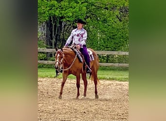 American Quarter Horse, Merrie, 6 Jaar, 168 cm, Donkere-vos