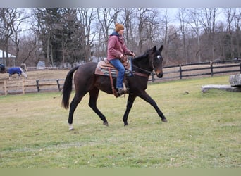 American Quarter Horse, Merrie, 6 Jaar, 168 cm, Roodbruin