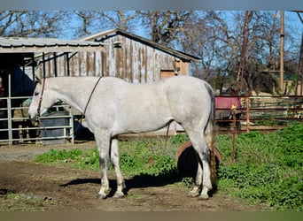 American Quarter Horse, Merrie, 6 Jaar, 168 cm, Schimmel