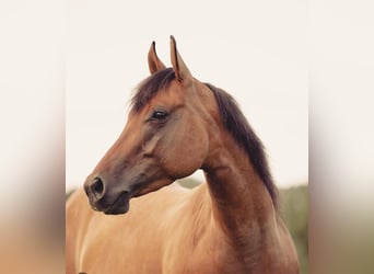 American Quarter Horse, Merrie, 6 Jaar, Falbe